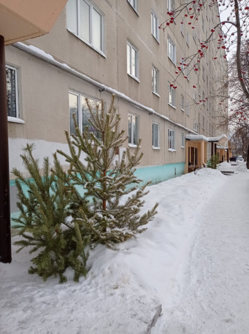 ПЕРВЫЕ ЕЛКИ КАМЕНЦЫ СТАЛИ ВЫБРАСЫВАТЬ УЖЕ ПЕРВОГО ЯНВАРЯ